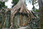 Albero presa una parete interna, Ta Prohm,, Cambogia.