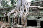 Albero Root nel muro di gorupa, Ta Prohm,, Cambogia.