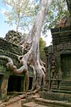Root Balance, Ta-Prohm, Cambogia.