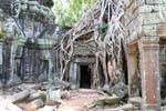 Radici aggrovigliate sulla porta, Ta-Prohm, Cambogia.