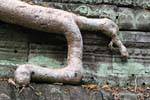 Lo sviluppo delle radici Snake, Ta Phrom, Cambogia.