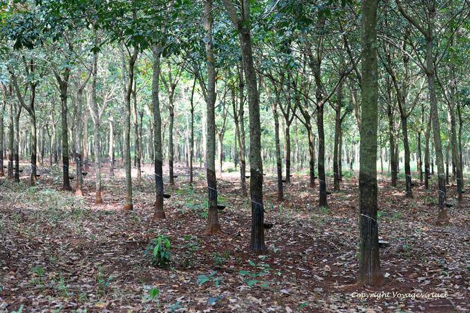 Foresta che cresce alberi della gomma - Cambogia