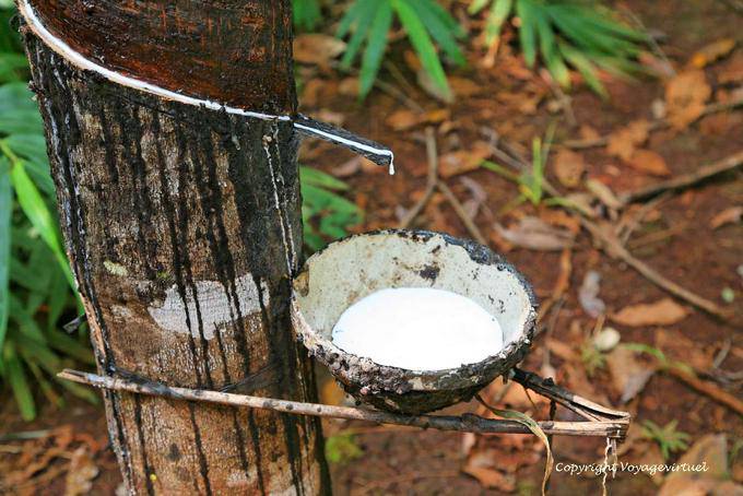 Cup per raccogliere il lattice dell'albero della gomma agricola - Cambogia