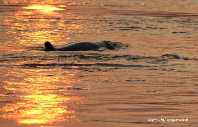 Delfino Irrawaddy, mammifero nuotare nelle acque del Mekong Kracheh (Kratie) - Cambogia