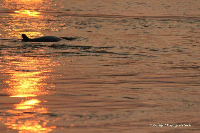 Dolphin nuoto nel Mekong, Kracheh (Kratie) - Cambogia