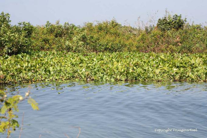 Vegetazione sulla riva del lago Tonle Sap - Cambogia