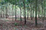 Foresta che cresce alberi della gomma, Cambogia.