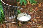 Cup per raccogliere il lattice dell'albero della gomma agricola, Cambogia.