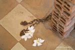 Fiori sulle catene, Genocidio Museo Khmer, Phnom Penh, Cambogia.