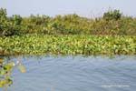 Vegetazione sulla riva del lago Tonle Sap, Cambogia.