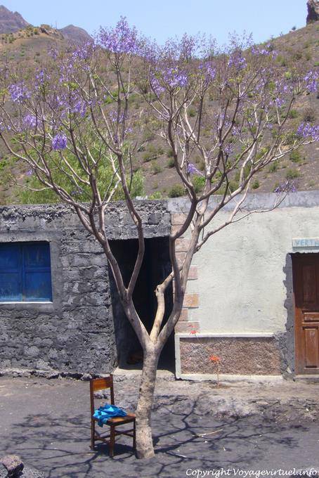 Fogo, albero viola - Capo Verde