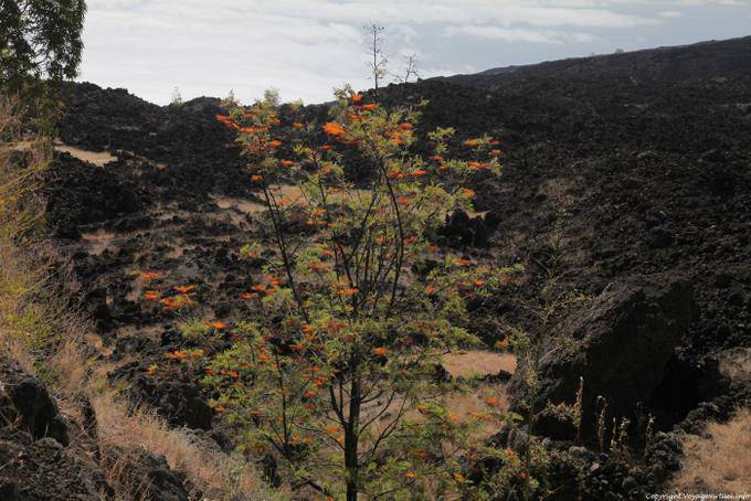 Fogo, Chã das Caldeiras, arancio sul piatto nero - Capo Verde