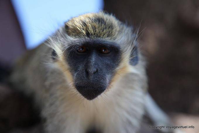 Santiago, Cidade Velha, precipitò Banana Monkey Head - Capo Verde