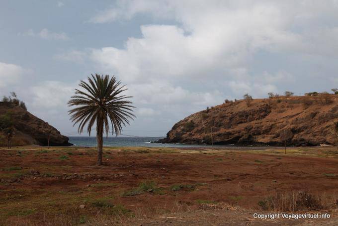 Santiago, albero isolato palma - Capo Verde