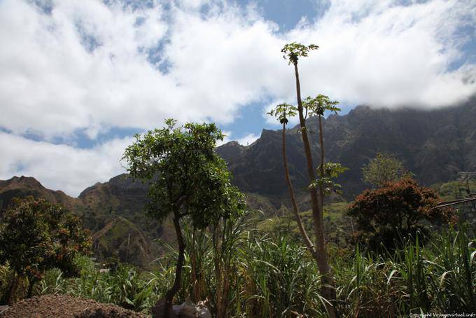 Santo Antão, Paúl, vegetazione - Capo Verde