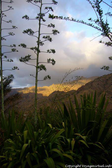 Santo Antão, Pedracin, aloe sera - Capo Verde
