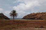 Santiago, albero isolato palma, Capo Verde.
