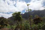 Santo Antão, Paúl, vegetazione, Capo Verde.