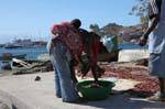São Vicente, porto di pesca Mindelo, trio di pesce, Capo Verde.