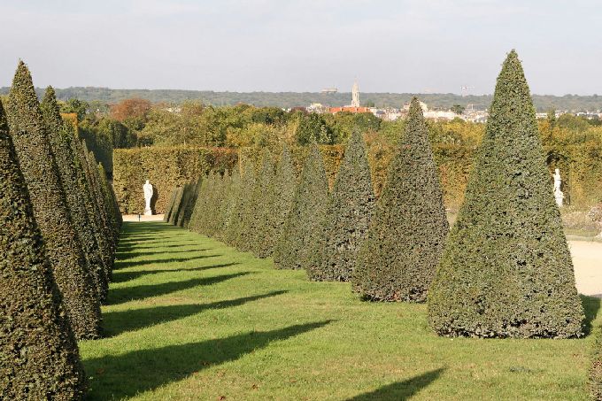 Driveway topiaria conica, Versailles