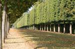 Il vialetto di Bacco e Saturno, Versailles
