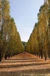 Pioppo vicolo nel parco, Versailles