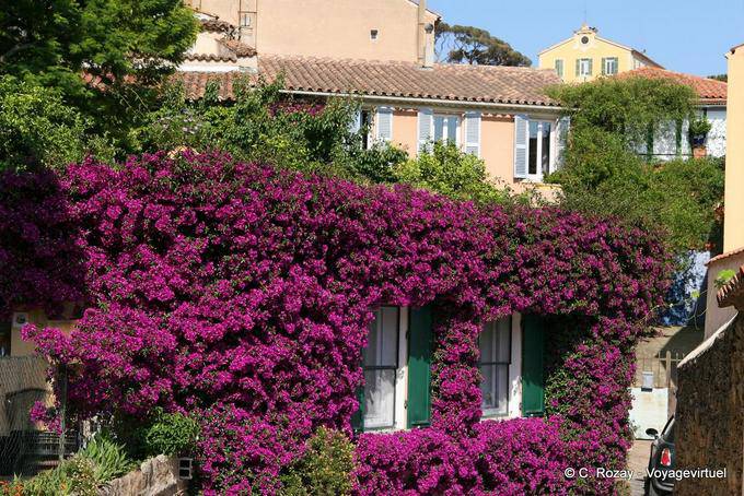 Bormes-les-Mimosas, bouganville sul fronte, Provenza, Francia