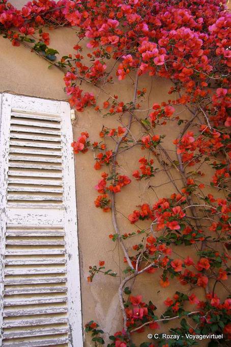 Ramatuelle, Provenza stampa, buganvillea rossa sul muro ocra, Provenza, Francia