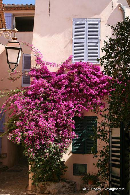 Ramatuelle, bouganville in fiore, Provenza, Francia