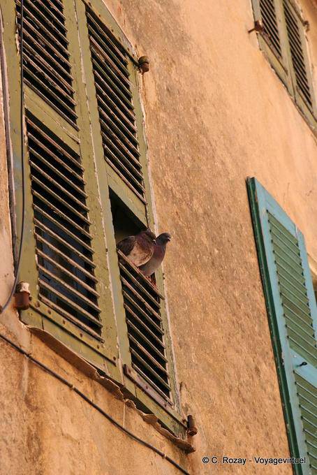 Saint-Tropez, piccioni tubare, Provenza, Francia