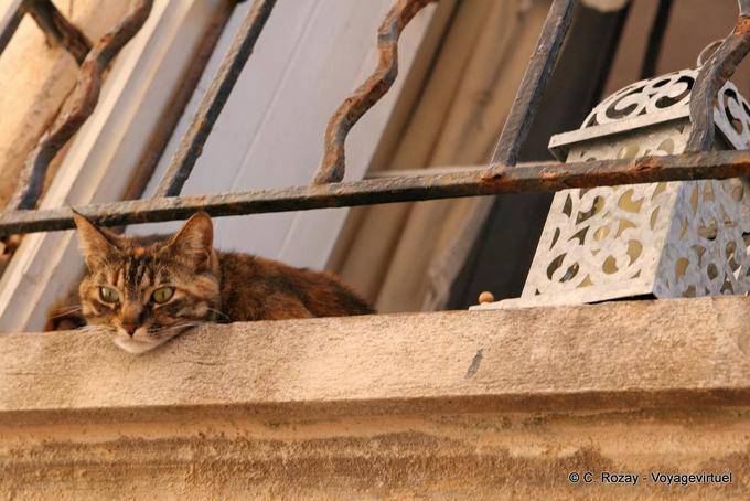 Saint-Tropez, il gatto alla finestra, Provenza, Francia