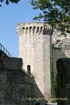I cani si rivolgono al Ponte San Benezet, Avignone, Francia.