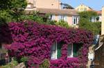 Bormes-les-Mimosas, bouganville sul fronte, Francia.