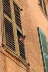 Saint-Tropez, piccioni tubare, Francia.