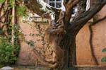 Saint-Tropez, radice di animale, scultura albero, Francia.