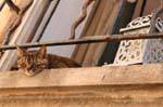 Saint-Tropez, il gatto alla finestra, Francia.