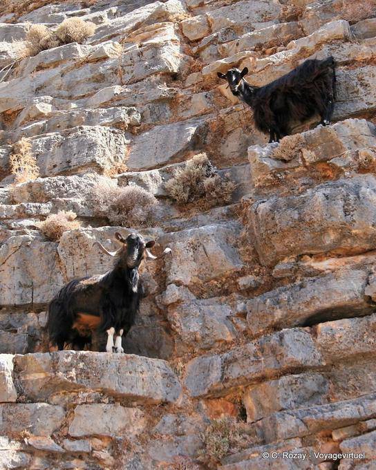 Anopolis Capre arrampicata - Creta, Grecia
