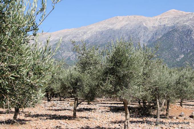 Anopoli, olive e montagne - Creta, Grecia