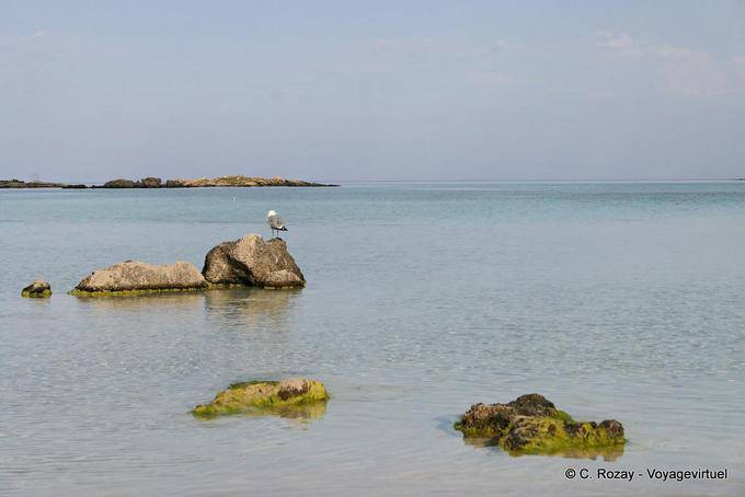 Sea bird sulla roccia Elafonissi - Creta, Grecia