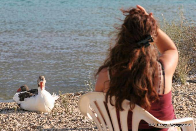Faccia a faccia di canna e la moglie, Georgioupoli - Creta, Grecia