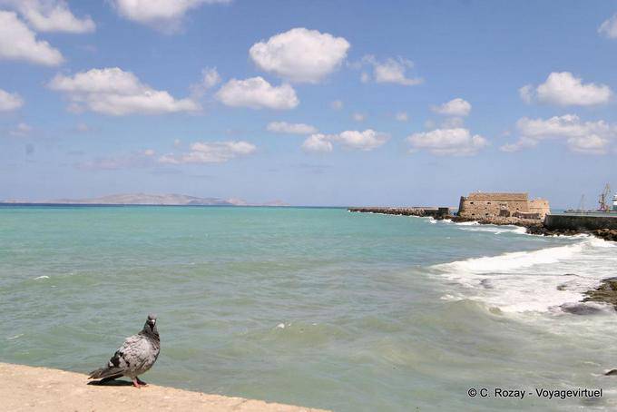 Pigeon di fronte al mare e l'isola Dias Irakleiou, Iraklio - Creta, Grecia