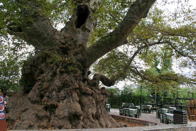 Le plantano gigante che è probabilmente un sicomoro Krasi, Lassithi - Creta, Grecia