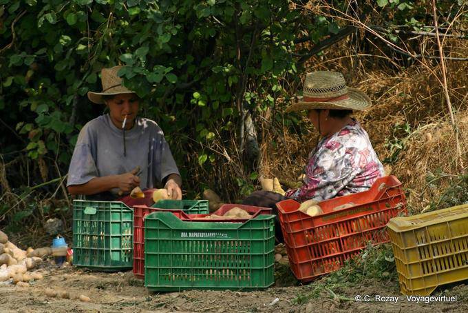 Pickers ordinamento patate, Lassithi Plateau - Creta, Grecia