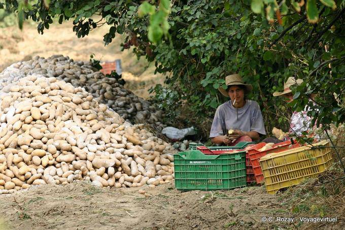 Patate Harvest, Oropedio Lassithiou - Creta, Grecia