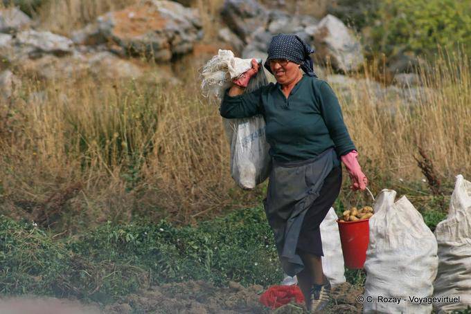 Donna che trasportano patate al momento del raccolto, Lassithi Plateau - Creta, Grecia