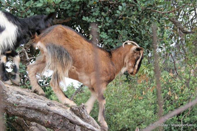 Acrobazie Capra, Lassithi - Creta, Grecia
