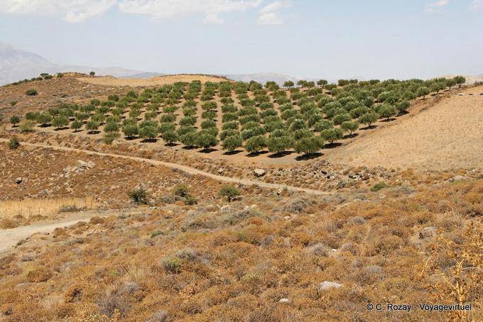 Lentas, messa a dimora di alberi di ulivo sulla collina - Creta, Grecia
