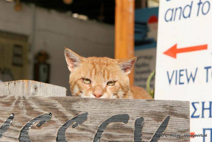 Il gatto rosso Matala - Creta, Grecia