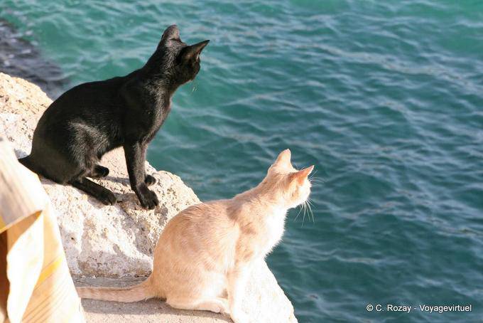 Due gatti a guardare il mare, Matala - Creta, Grecia
