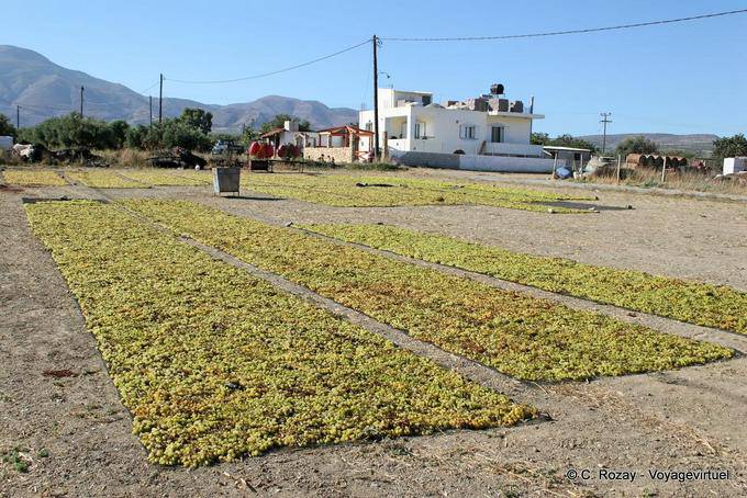 Appassimento delle uve per fare uvetta, pianura di Messara - Creta, Grecia